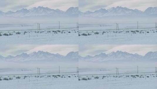 冬天 雪山下的马高清在线视频素材下载