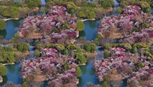 杭州西溪湿地梅花江南水乡小船惬意春游高清在线视频素材下载