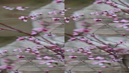 春天盛开的粉色桃花花朵特写升格慢镜竖屏高清在线视频素材下载