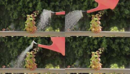 花洒、浇花的水壶02高清在线视频素材下载