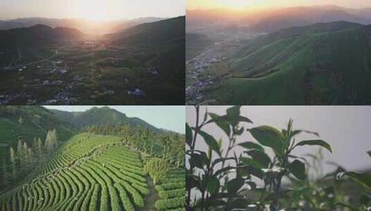 【合集】安吉山村日出白茶茶园高清在线视频素材下载