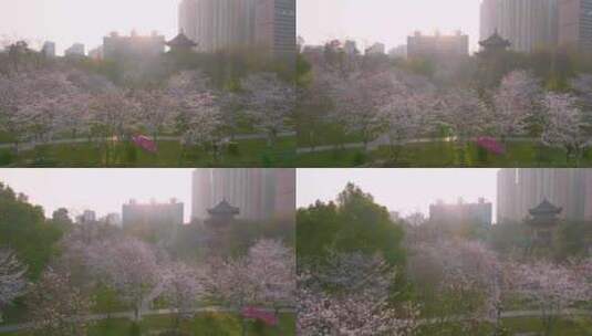 湖北武汉堤角公园樱花盛开高清在线视频素材下载