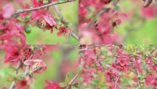 4k红花春景花朵植物蜜蜂采蜜花骨朵高清在线视频素材下载