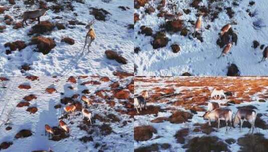 4K航拍挪威塞尼亚岛群鹿行走美丽场景高清在线视频素材下载