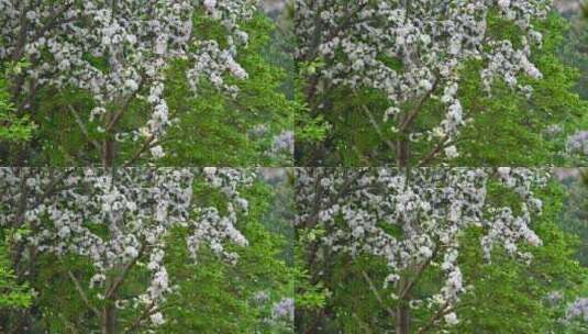 春天白色海棠花花瓣凋落高清在线视频素材下载