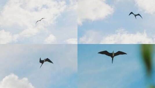 从下面看，雌性幼年军舰鸟翱翔并拍打翅膀高清在线视频素材下载