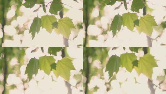 阳光和法桐树叶高清在线视频素材下载