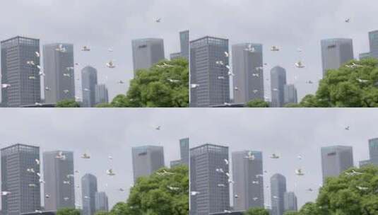 实拍城市中鸽子飞翔9高清在线视频素材下载