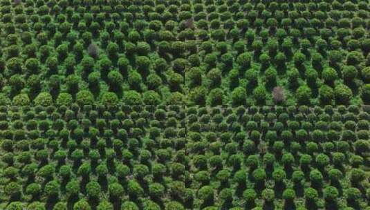 苗木种植基地高清在线视频素材下载