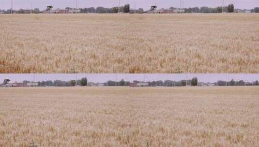 4K北方成熟的小麦麦田高清在线视频素材下载