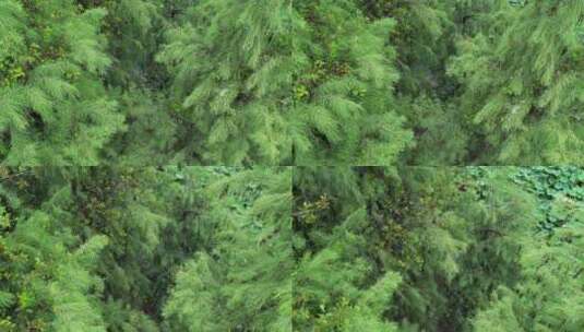 绿色松树航拍高清在线视频素材下载