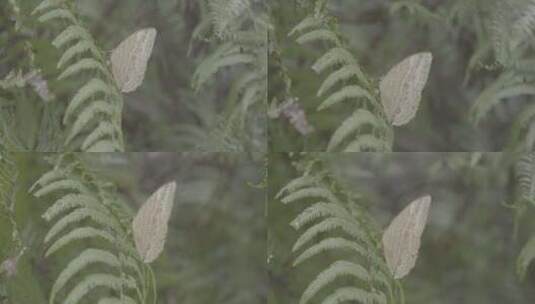 云南红河蝴蝶谷热带雨林高清在线视频素材下载