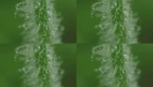 植物水珠露珠附着特写高清在线视频素材下载