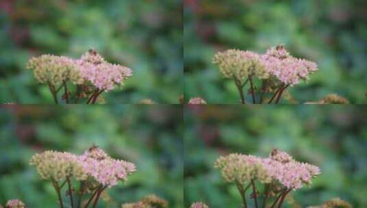 石杉，花，蜜蜂，授粉高清在线视频素材下载