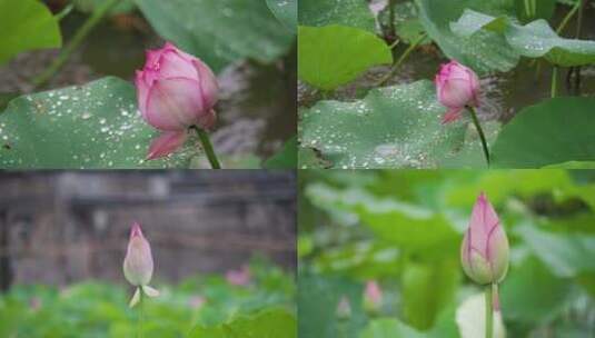 雨中荷花雨荷高清在线视频素材下载