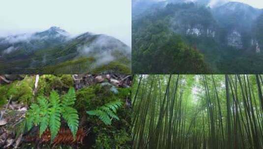 4k森林大自然流水风景雨打树叶雨滴高清在线视频素材下载