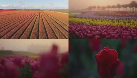 郁金香花春暖花开空镜素材高清在线视频素材下载