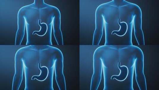 透明人体内的胃生物科技医学概念三维渲染高清在线视频素材下载