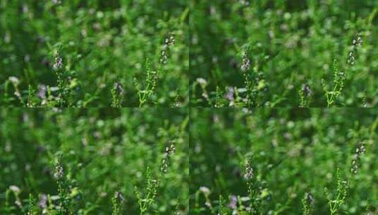 阳光下的园艺植物野花花圃高清在线视频素材下载