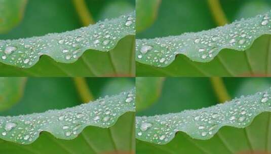 雨后荷叶上的露水珠高清在线视频素材下载