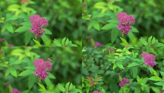 蜜蜂采蜜特写包含飞行状态高清在线视频素材下载