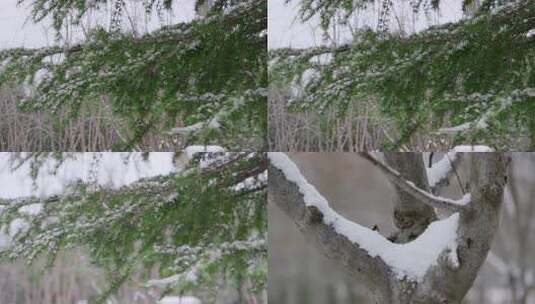 雪中松树枝特写高清在线视频素材下载