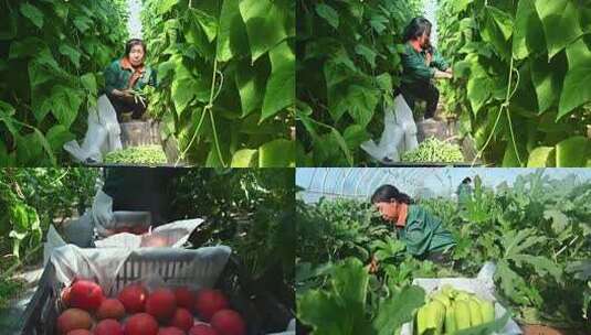 种植基地农民采收蔬菜高清在线视频素材下载