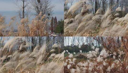 风中摇曳的荻草自然景观高清在线视频素材下载