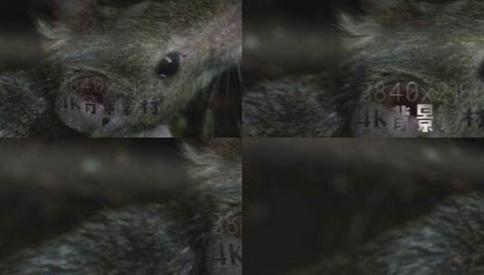 4K静帧大图 动物 老鼠高清AE视频素材下载