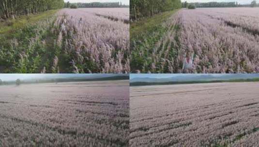 721昭苏紫苏花海花田前推游客招手右转广景高清在线视频素材下载