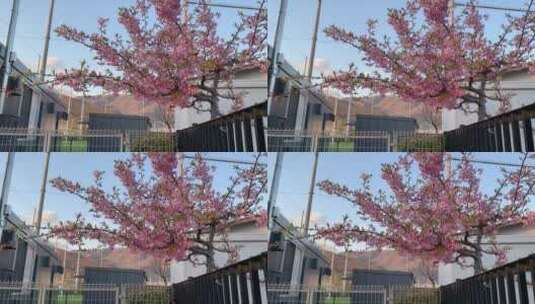 篱笆里樱花树高清在线视频素材下载