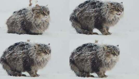 猫在雪地里表现出侵略性的声音高清在线视频素材下载