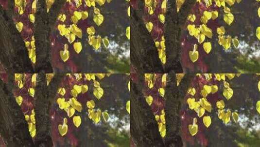 秋天树木上的黄叶落叶高清在线视频素材下载