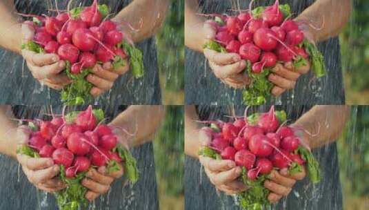 农民用双手捧着新鲜萝卜用水洗高清在线视频素材下载