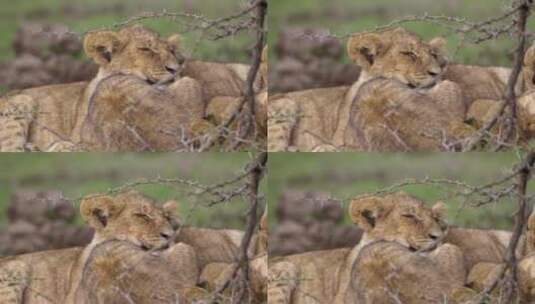 睡在非洲灌木丛中的小狮子高清在线视频素材下载