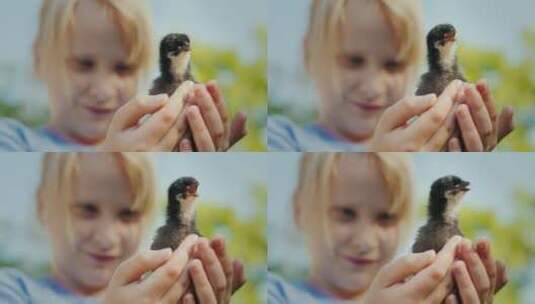 小女孩手里捧着一只小鸡高清在线视频素材下载