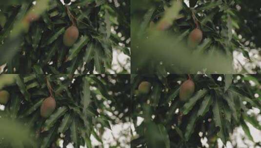 树上的芒果高清在线视频素材下载
