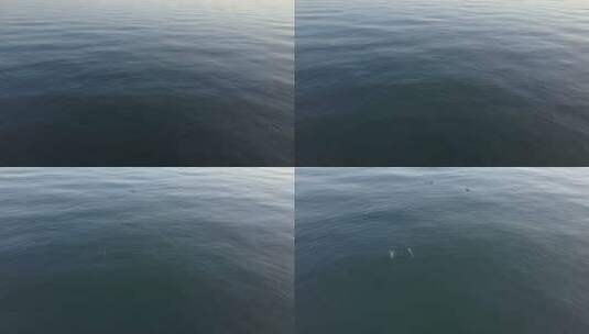 航拍海洋中的海豚高清在线视频素材下载