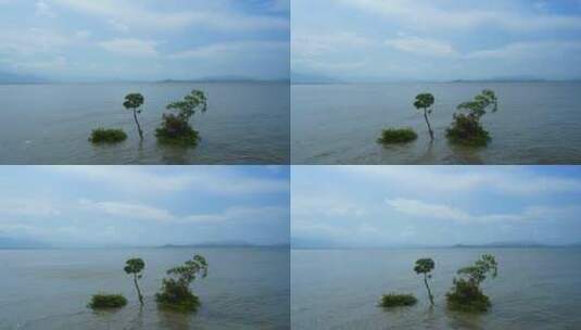 晴空大海水中三棵树水流动天空飘云延时视频高清在线视频素材下载