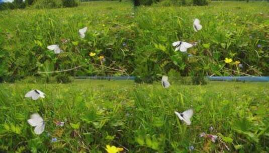 田野上飞行的蝴蝶高清在线视频素材下载