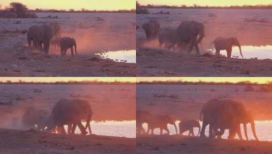 大象在非洲奔跑高清在线视频素材下载