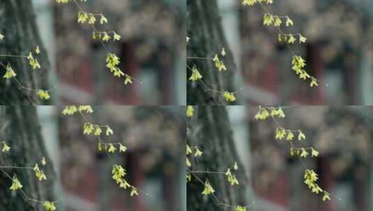 春季北京大觉寺的盛开的迎春花高清在线视频素材下载