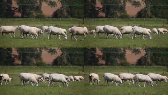 牧场里的绵羊高清在线视频素材下载