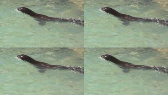 在水里游泳的海狮高清在线视频素材下载