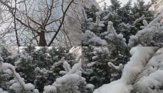 雪后的树挂高清在线视频素材下载