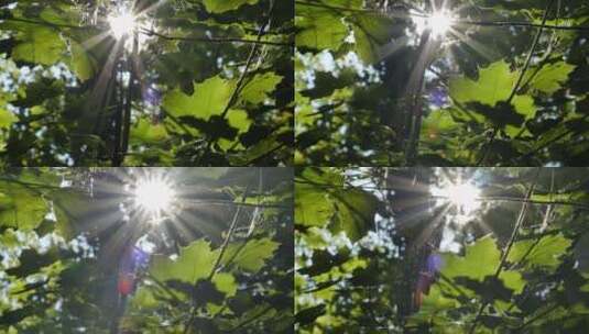 阳光照射下的树荫高清在线视频素材下载