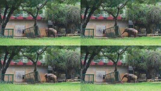 动物园里的大象跳舞高清在线视频素材下载