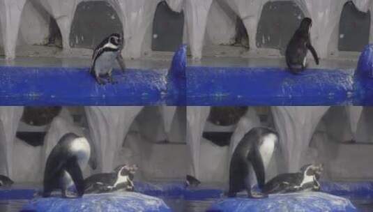 【镜头合集】水族馆里的帝王企鹅南极高清在线视频素材下载