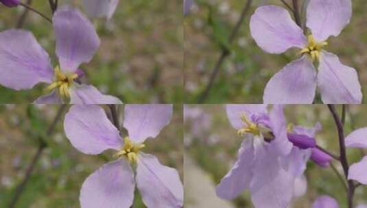 【镜头合集】微距野花紫色藕荷色小花朵高清在线视频素材下载