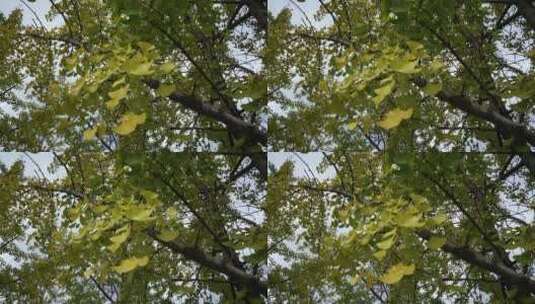 大自然绿色植物树枝树叶高清在线视频素材下载